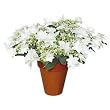 White Shooting Star Christmas Plant in Christmas Pot