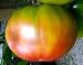 Ananas Noire Tomato 5 Seeds - RARE - Fruity and Spicy - FREE SHIPPING ON ADDITIONAL HIRTS SEEDS ORDERED & PAID WITH ONE PAYMENT! Image