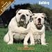   - 2008 Bulldog 2008 16 Month Wall Calendar **IN STOCK NOW**