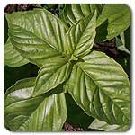 100% Certified Organic: Genovese Basil Seeds - B002AQV7WC