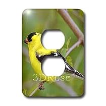 Birds - American Gold Finch - Light Switch Covers - 2 plug outlet cover
