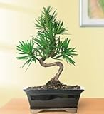 Flowers by 1800Flowers - Podocarpus Ficus Bonsai Flowers by 1800Flowers - Podocarpus Ficus Bonsai