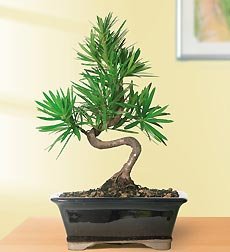 Flowers by 1800Flowers - Podocarpus Ficus Bonsai