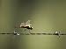 A Diplacodes Dragonfly Lands on a Piece of Barbed Wire Premium Photographic Poster Pr...
