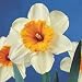 10 Sempre Avanti Narcissus Daffodil Flower Bulbs