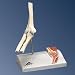 Mini Elbow Joint Model, with cross section