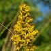 Showy Goldenrod (Solidago speciosa) - Jumbo Wildflower Seed Packet