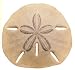CLASSIC ACCENTS SAND DOLLAR MINI