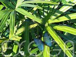 Eigenschaften Exoga  / Steckenpalme - Rhapis subtilis - Palmen Saatgut Samen