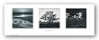 Trilogy by Ansel Adams 12"x36" Art Print Poster