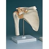 Anatomical Models - Shoulder Joint, Functional