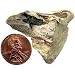 Petrified Wood - Bulk Mineral