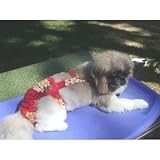 Joybies Tropical Red Aloha Piddle Pants(tm) for Large Male Dog (Measuring 17-19 From Collar to Base of Tail)