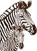 Zebra Pair Saturday Evening Post Wood Mounted Red Rubber Stamp by Cornish Heritage Farms