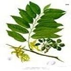 Ylang Ylang #1 Pure 100% Essential Oil (5 ml)