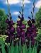 Gladiolus - Blue Isle Flower Bulbs