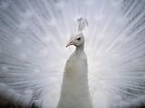 IMAGE OF A White Peacock, Pavo Sp Premium Photographic Poster Print by Joel Sartore, 18x24