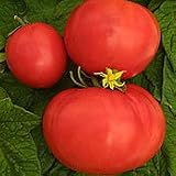 Organic Three Sisters Slicing Tomato Plant - ORDER NOW ! - B001M2178E