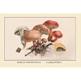 Boletus Subtomentosus and Boletus Chrysenteron 12x18 Giclee on canvas