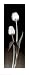 Tulips Art Poster PRINT Dick and Diane Stefanich 4x10