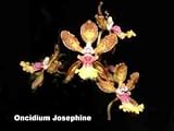 Oncidium Josephine 1177H