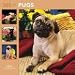 pug11  - 365 Days of Pugs 2010 Wall Calendar