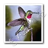 Hummingbird, Bird - 6x6 Iron On Heat Transfer For White Material