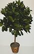 5' Real Wood Schefflera Bush (Red/Green)