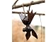 Iron Yard Critter Hanging Bat