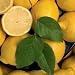 lemon essential oil
