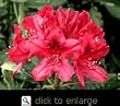 Rhododendron "Nova Zembla" Two Gallon