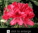 Rhododendron Nova Zembla Two Gallon