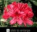 Rhododendron "Nova Zembla" Two Gallon