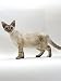 devon rex - Domestic Cat, Chocolate Tortoiseshell Tabby Point Devon Si-Rex Female Animals Photographic Poster Print by Jane Burton, 12x16
