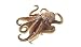 Giant Octopus