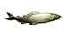 Aphrodite(アフロディーテ) ネクタイピン 魚 アユ 鮎 金色 日本製
