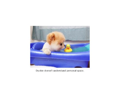 Boo: The Life of the World's Cutest Dog [Hardcover]