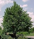 Eigenschaften tropical.garden  / Katsurabaum - Lebkuchen - Cercidiphyllum japonicum 10K