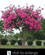 Pink Velour Crape Myrtle Five Gallon Plant