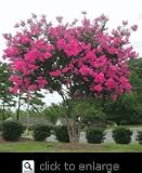 Pink Velour Crape Myrtle Five Gallon Plant