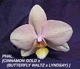 Phal.[Cinnamon Gold 