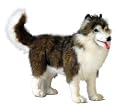 Hansa Alaskan Husky Dog Stuffed Plush Animal