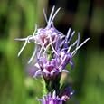 Dotted Blazing Star (Liatris punctata) - Jumbo Wildflower Seed Packet