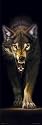 Posters: Meiklejohn Graphics Door Poster - Wolf (62 x 21 inches)