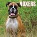   - Boxers (Euro) 2009 Wall Calendar