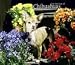 chihuahua11 - Chihuahuas 2010 Deluxe Wall Calendar