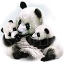 Pondering-Pandas Adult T-Shirt
