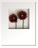 �s�t�����[�t���[���tHana concept frame Gerbera/wine�i�K�[�x��/���C���j