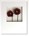 �s�t�����[�t���[���tHana concept frame Gerbera/wine�i�K�[�x��/���C���j