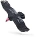 Safari: California Condor